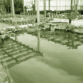 plantes d'extérieures vivaces à Limoges