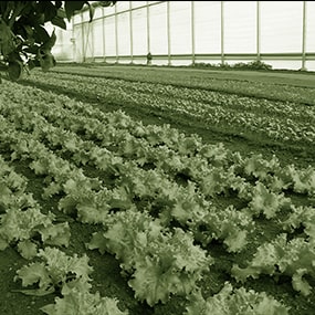 plantes d'extérieures vivaces à Limoges