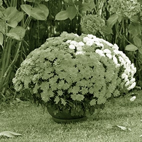 plantes d'extérieures vivaces à Limoges