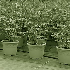 plantes d'extérieures vivaces à Limoges