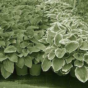 plantes d'extérieures vivaces à Limoges