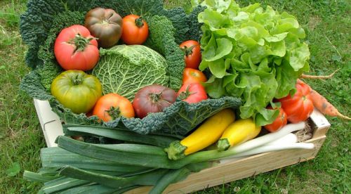 Des légumes par dizaines Au Jardin de Vanteaux