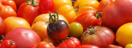 Vite les plants de tomates sont prêts!!!