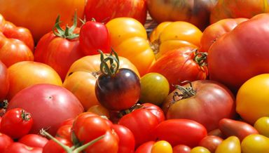 Vite les plants de tomates sont prêts!!!