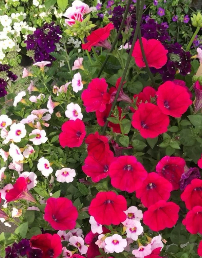 Le Jardin De Vanteaux Horticulteur Limoges Fleurs Img Le Jardin De Vanteaux Horticulteur Limoges Fleurs Img